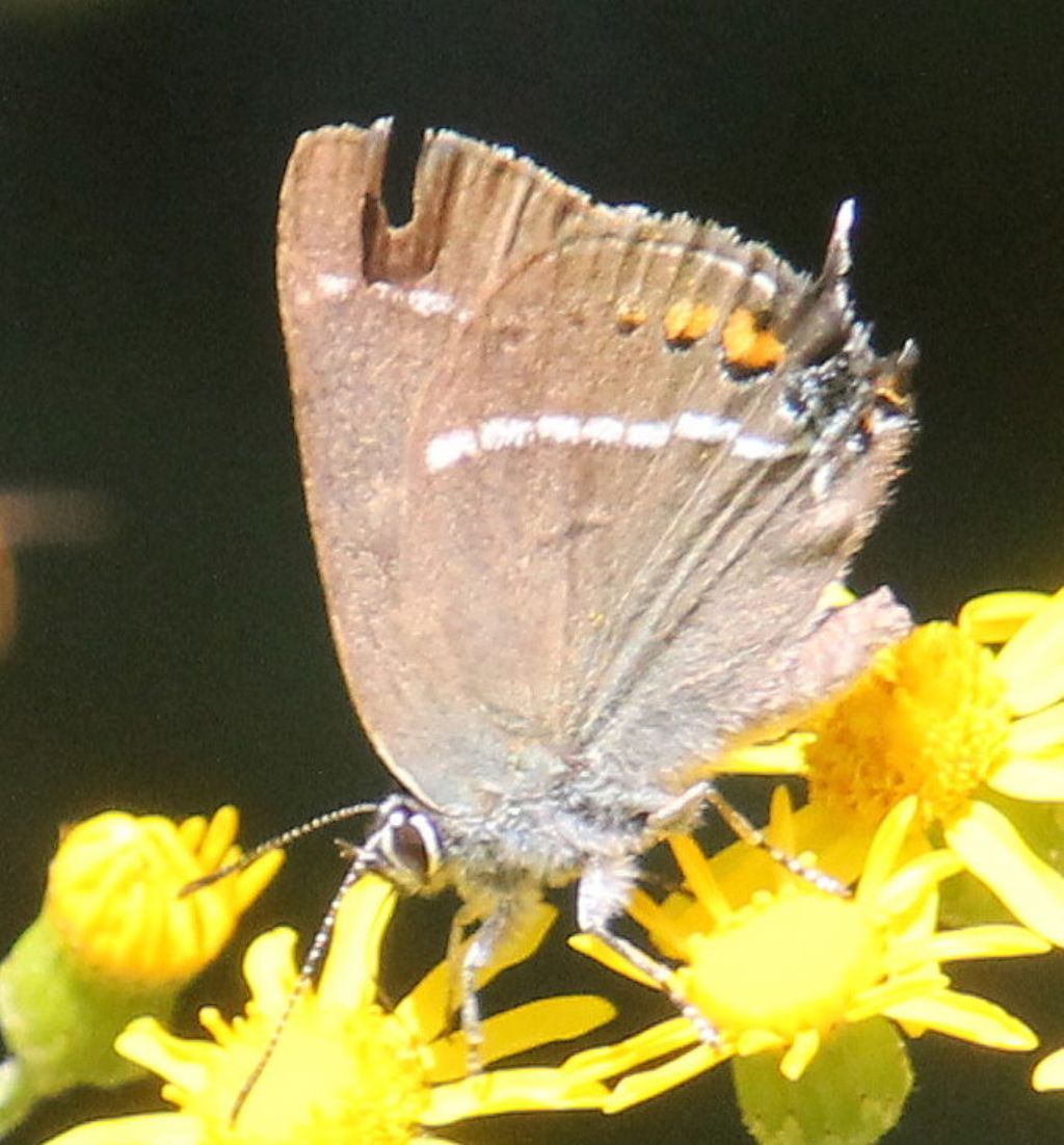 Satyrium spini?